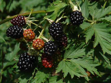 close up of wild blackberries