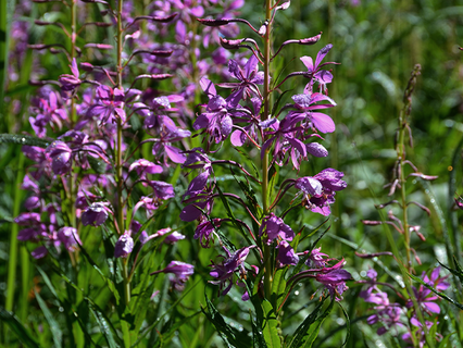 close up of fireweed with bright pink flowers