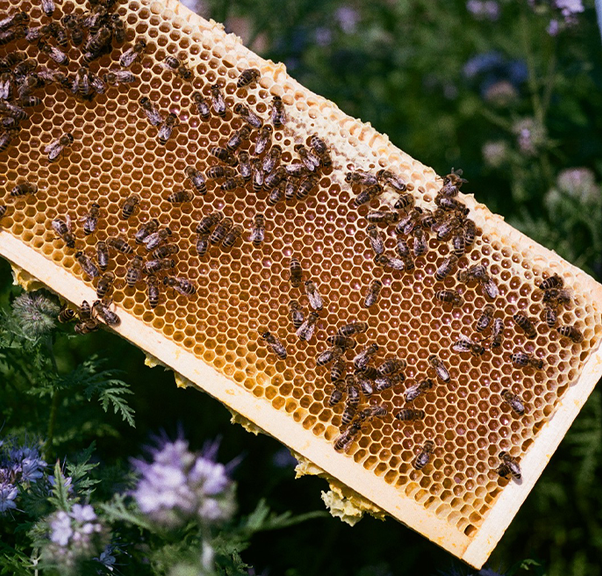 bees congregating on a honeycomb