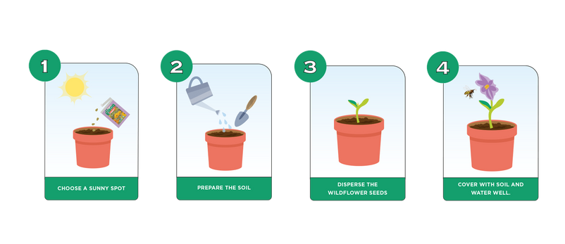 Diagram illustrating 4 steps on how to sow