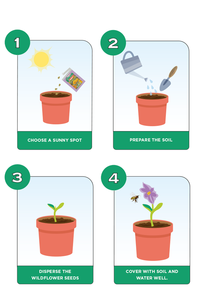 Diagram illustrating 4 steps on how to sow