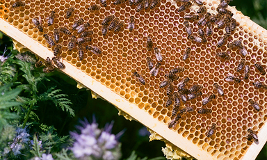 Bees congregating on a honeycomb