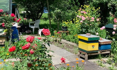 Mirsalehi bee garden in bloom with roses and other flowers