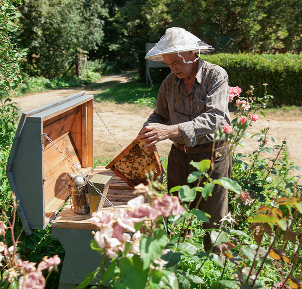 Negin's father tending to bees in the Mirsalehi bee garden