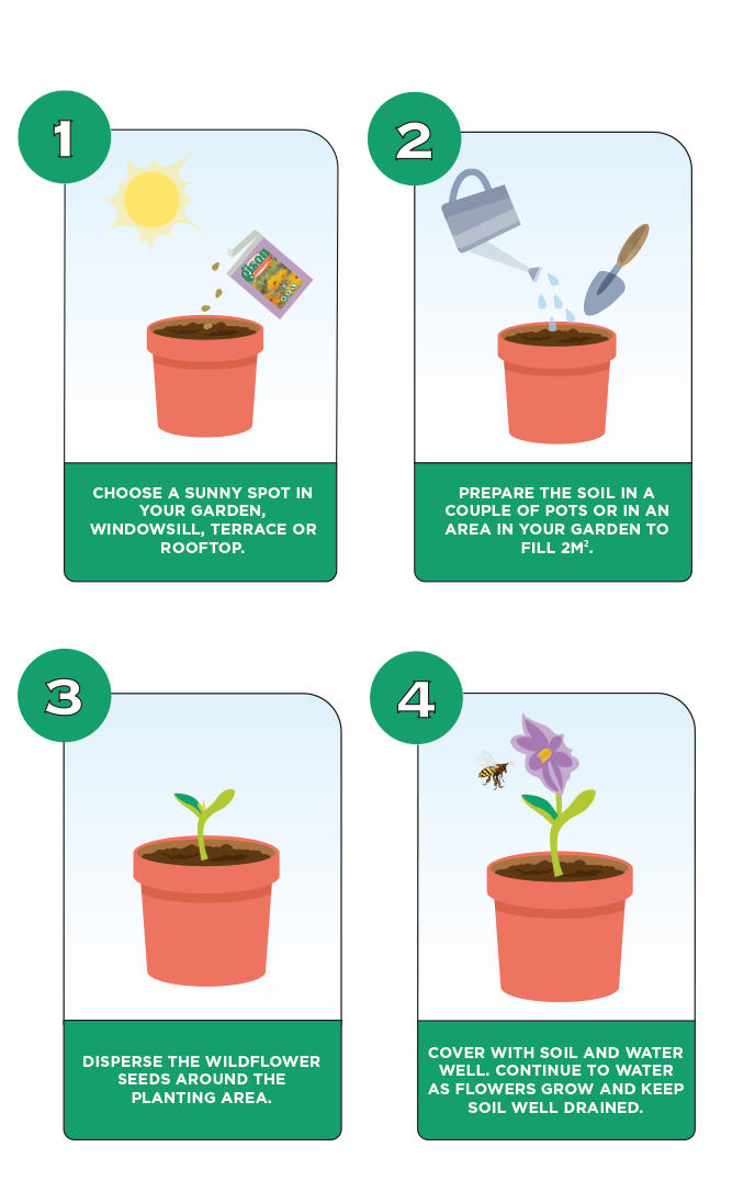 Diagram illustrating the 4 steps how to sow